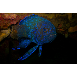 Blue Devil Wall : Jack